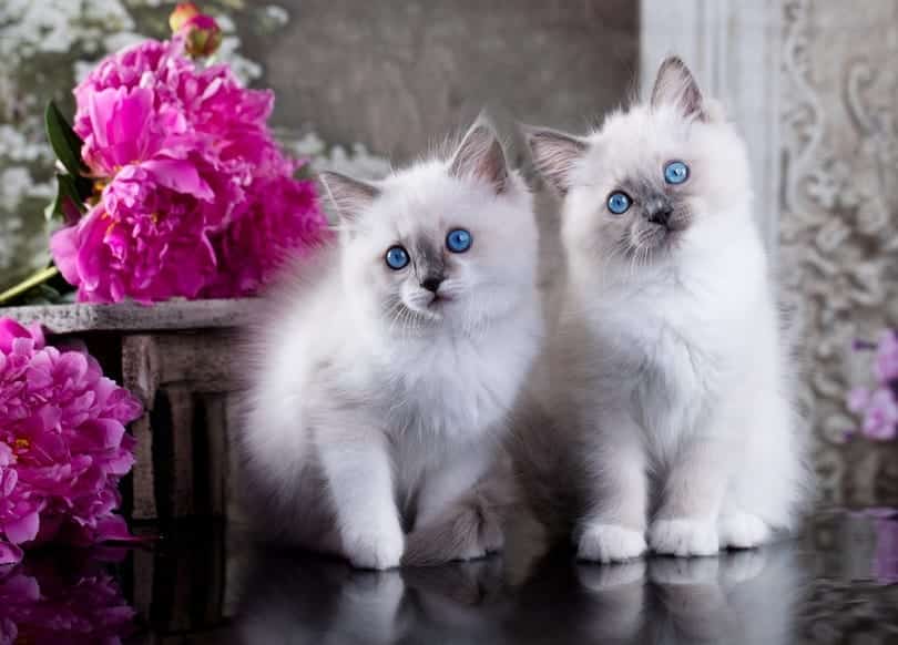 Ragdoll Kittens For Sale in Mississippi: Breeders List 2026