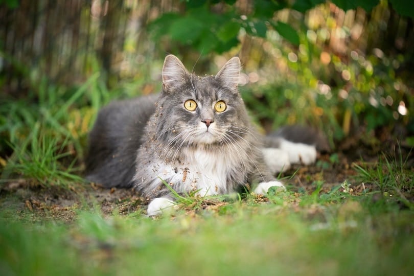 6 Best Scratching Posts for Maine Coon Cats in 2026 - Reviews & Top Picks