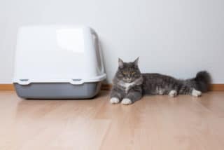 10 Best Litter Boxes for Maine Coons in 2026 - Reviews & Top Picks