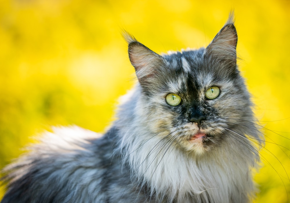 Blue Tortoiseshell Cat: 8 Interesting Facts (With Pictures)