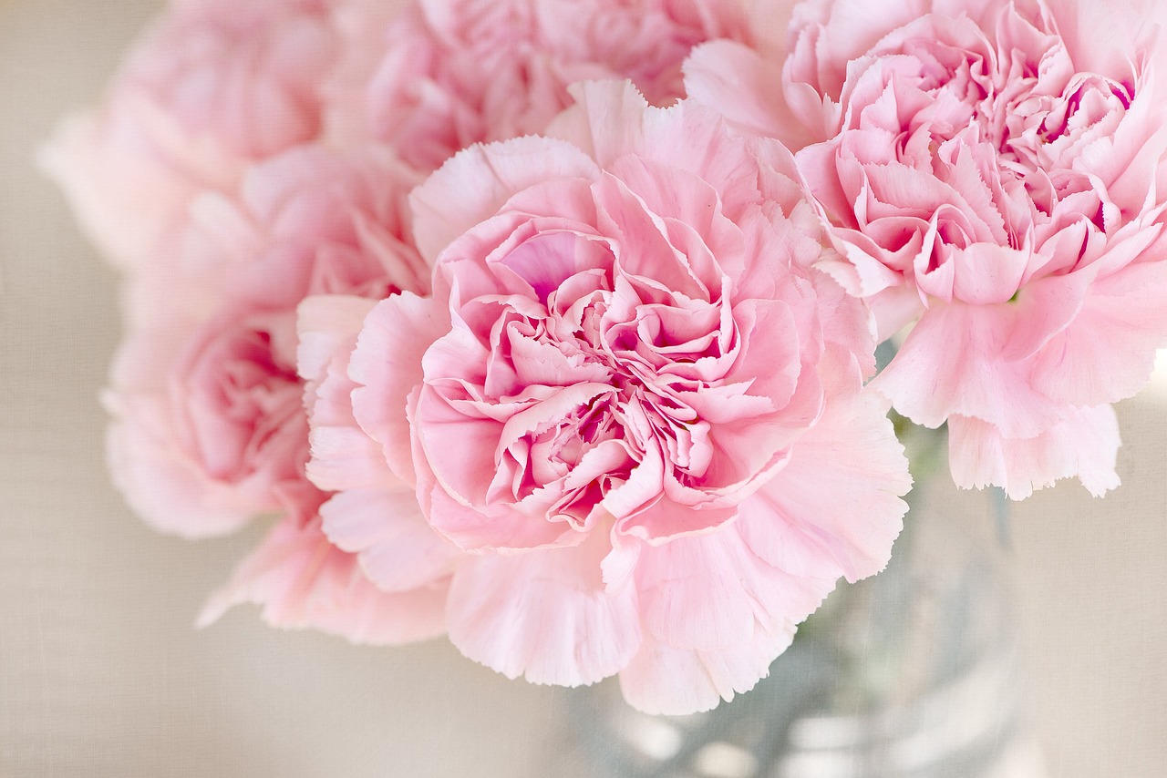 blush pink carnation flowers