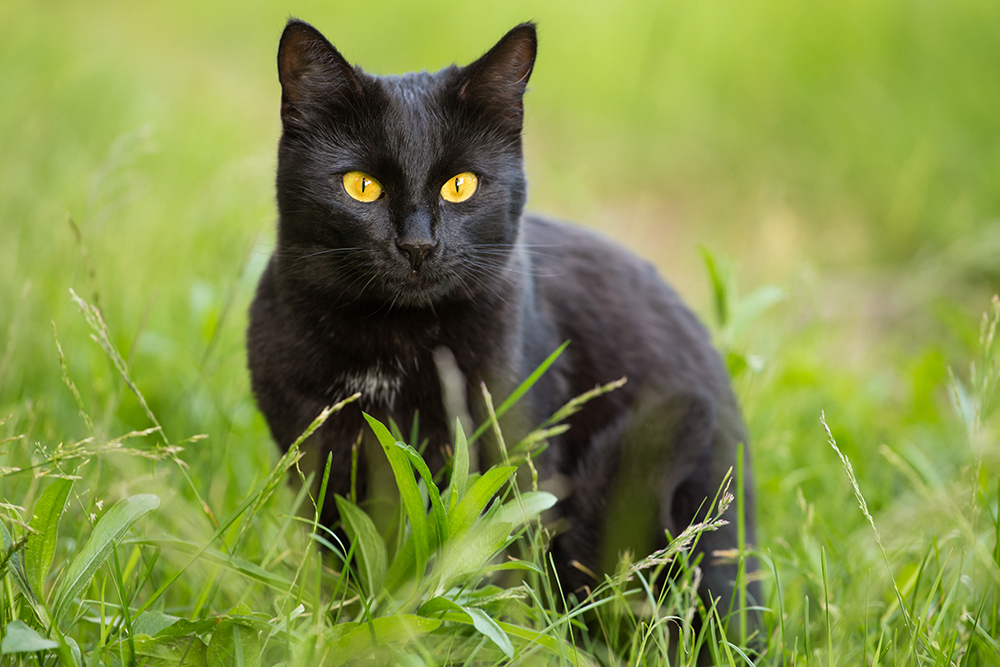 22 Famous Black Cats (With Pictures and Videos)