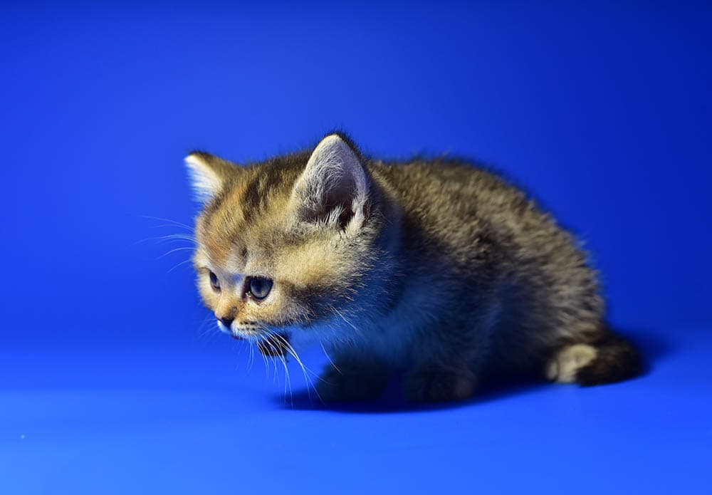 Why Is Your Cat Dry Heaving? 7 Vet-Approved Reasons