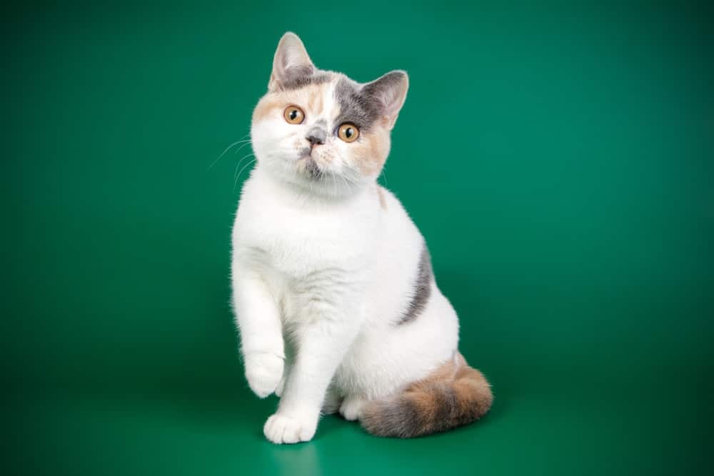Calico British Shorthair Cat: Info, Pictures, Facts & History