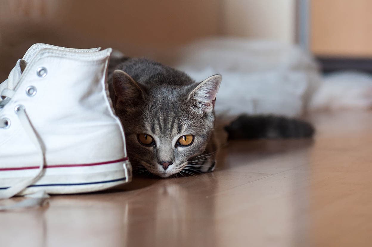 Why Do Cats Love Shoes? 3 Vet-Approved Reasons for This Behavior