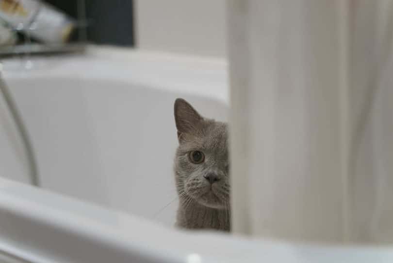 Why Do Cats Like Bathrooms? 10 Vet-Reviewed Reasons