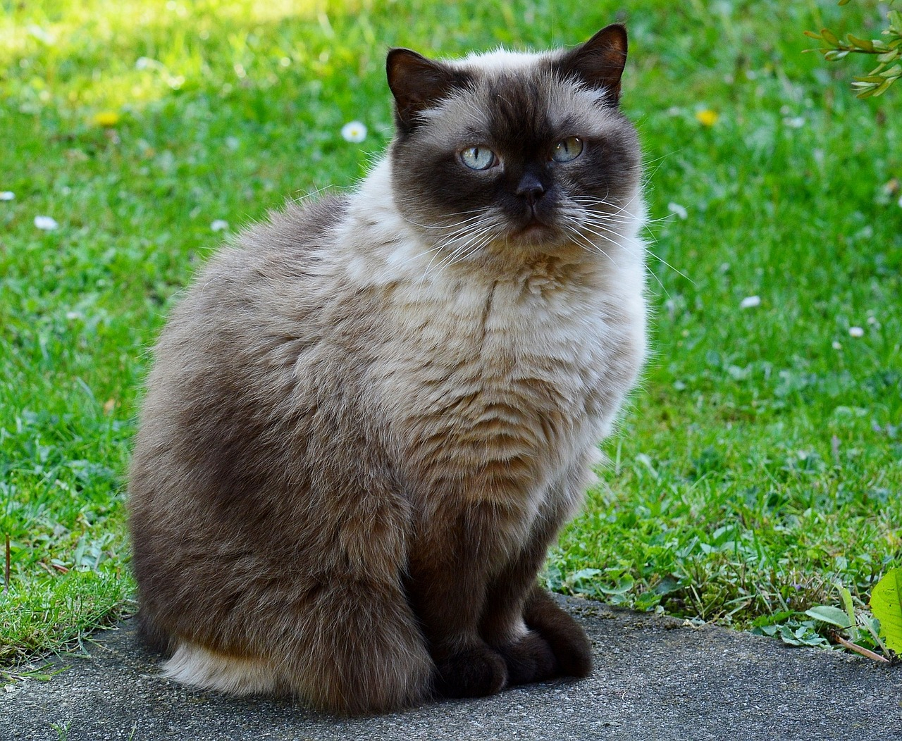 How Much Does a British Shorthair Cost? 2026 Price Overview