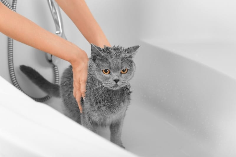 Can British Shorthair Cats Swim? Do They Like Water? Vet-Verified Info
