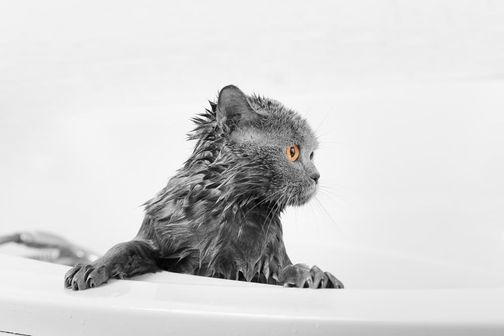 Is Bathing a Cat Necessary: Or Is It Just a Myth? Vet-Verified Explanation