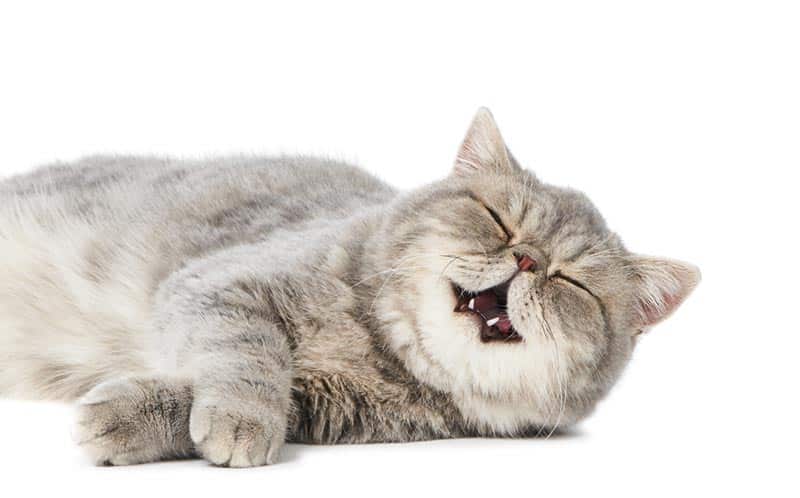 Will a Cat Only Purr for Humans? Do They Do it for Other Cats? (Vet-Verified)