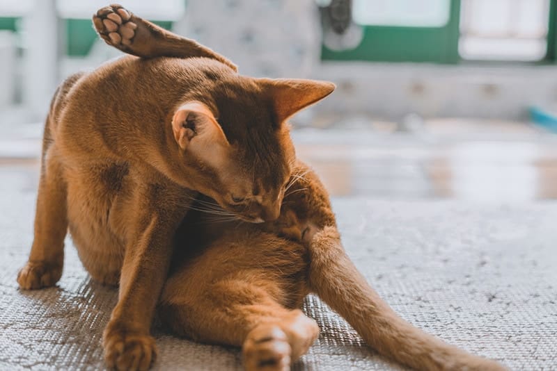 Do Cats Masturbate? Feline Behavior Explained