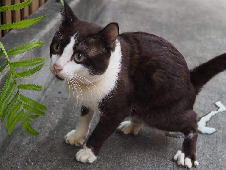 How to Get Cat Urine Smells & Stains Out of Concrete: Step by Step Guide