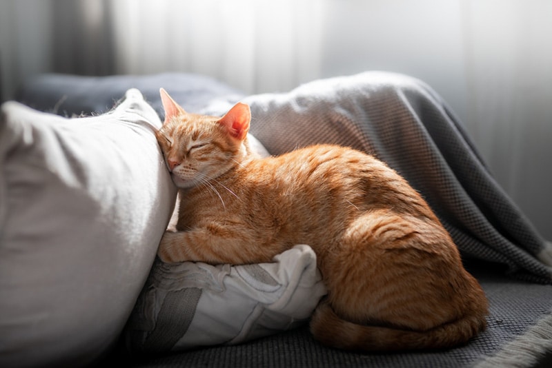 5 DIY Cat Pillow Plans You Can Make Today