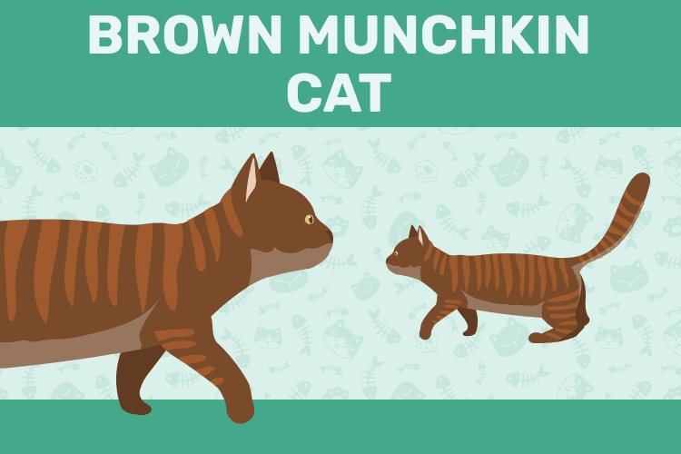 Brown Munchkin Cat: Info, Pictures, Origin & Facts
