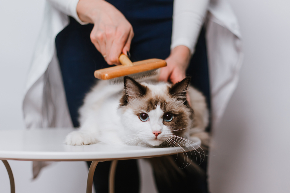 How Much Do Ragdoll Cats Shed? Brushing & Bathing Tips