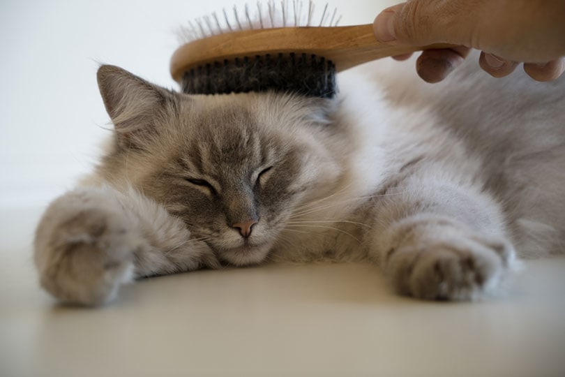 How to Brush Out Matted Cat Fur: 6 Vet-Reviewed Steps