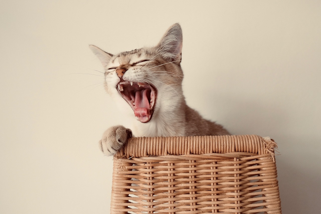 burmilla cat yawning