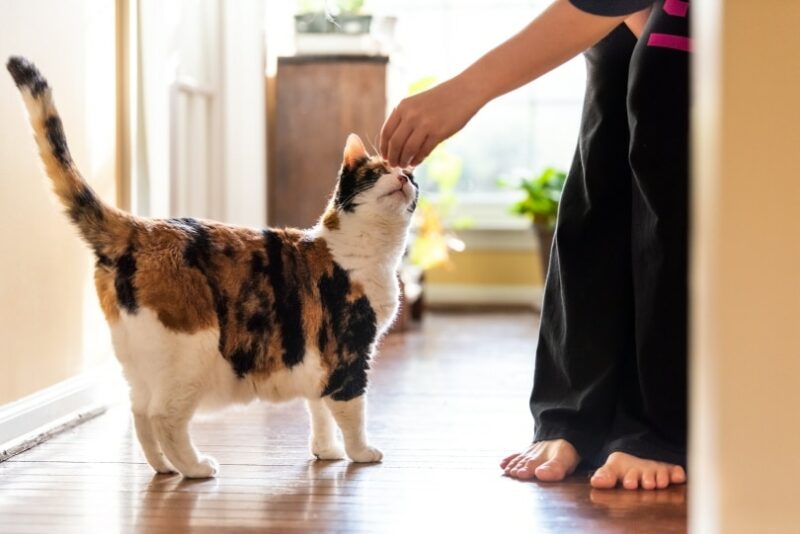 Why Is My Cat Only Eating Treats and Not Their Food? 4 Likely Reasons