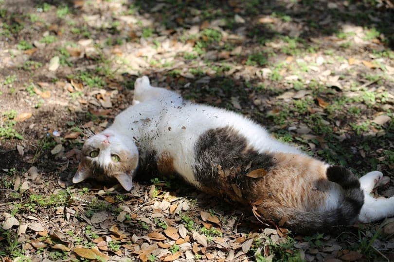 Why Do Cats Roll in Dirt? 6 Vet-Verified Reasons for This Behavior