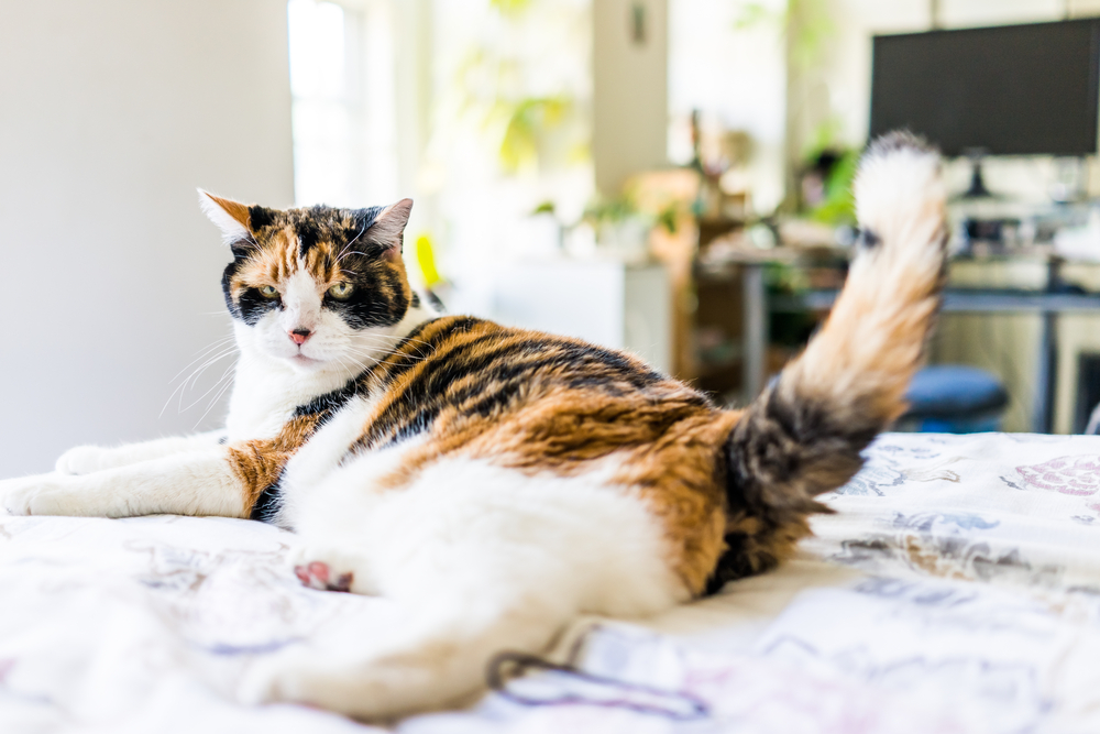 Are Cats Vengeful or Vindictive? Vet-Verified Facts About Feline Behavior