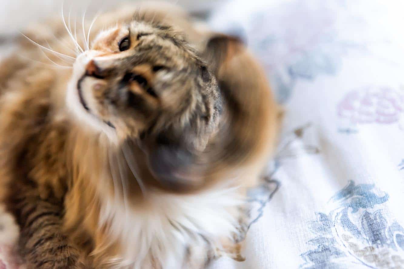 Why Is My Cat Shaking? Our Vet Explains