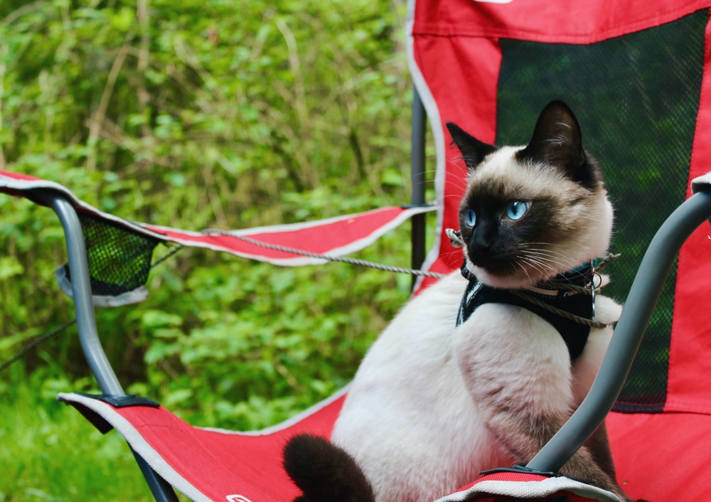 Camping With Cats: Vet-Approved Guide