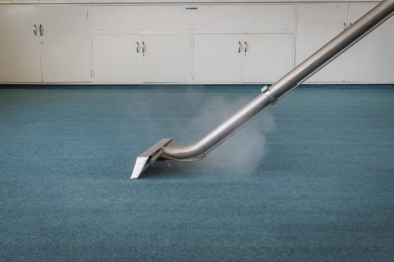 Will Steam Cleaning a Carpet Remove Cat Urine Smell? 4 Vet-Approved Sanitation Tips