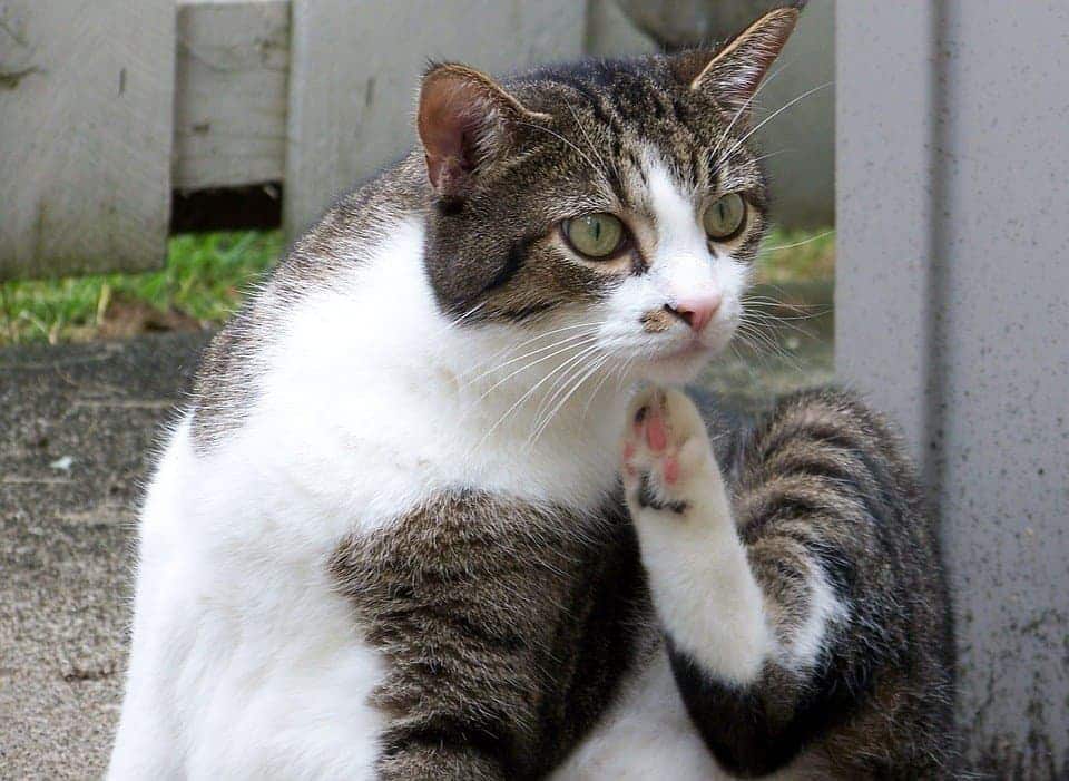 Itchy Pet Awareness Month – How and When Is It Celebrated?