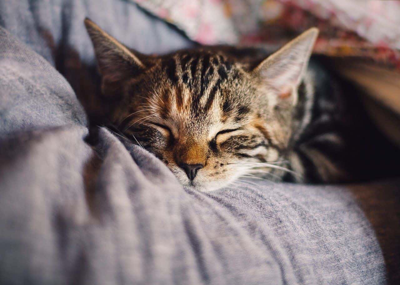 Where Should Cats Sleep at Night? 7 Vet-Approved Tips & Advice
