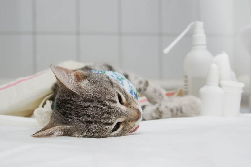 How Long Does a Cat Take to Recover From Spaying? (Vet Answer)