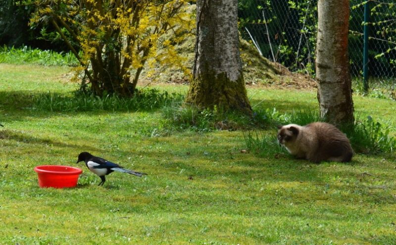 Why Do Cats Chatter at Birds? 5 Possible Reasons & FAQ