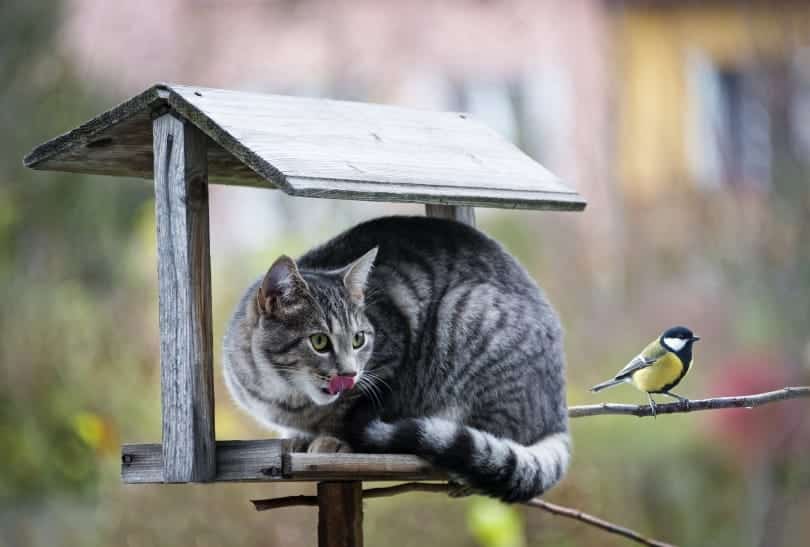 My Cat Killed a Bird: What to Do & Prevention Tips (Vet-Verified)