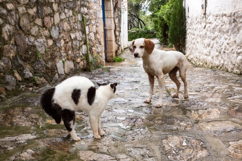 Can Feral Cats Spread Diseases to Dogs? Vet-Approved Facts & FAQ