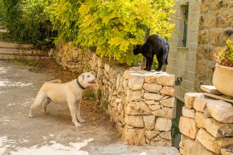 Do Cats and Dogs Hate Each Other? Vet-Approved Explanation