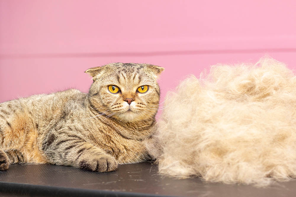 Can You Compost Cat Hair & Fur? Interesting Facts & Tips