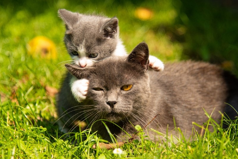 Why Do Mother Cats Attack Their Older Kittens? 4 Vet-Reviewed Reasons