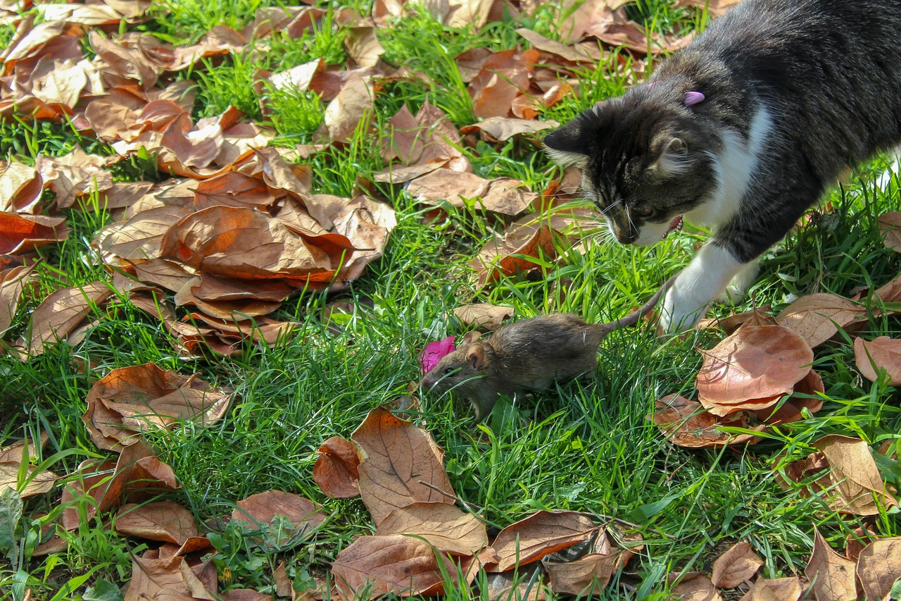 cat and rat in the grass