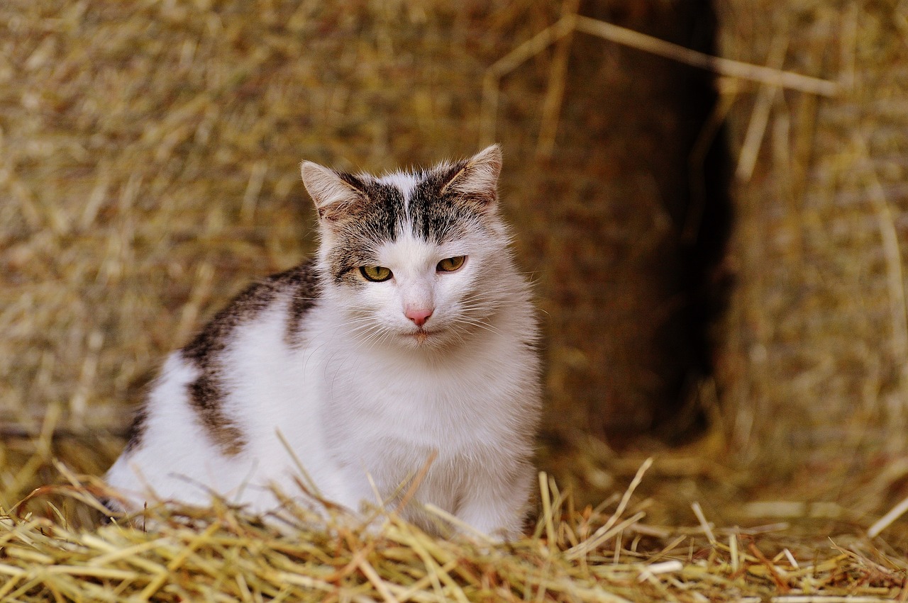 How to Train a Barn Cat: 10 Easy Steps