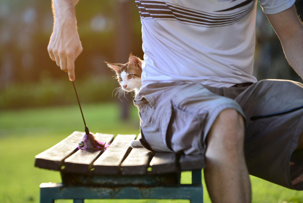Why Does My Cat Sit Behind Me? 4 Possible Reasons & Vet-Verified FAQ