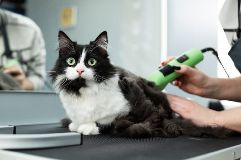 How to Shave a Cat's Bum: 6 Vet-Approved Steps