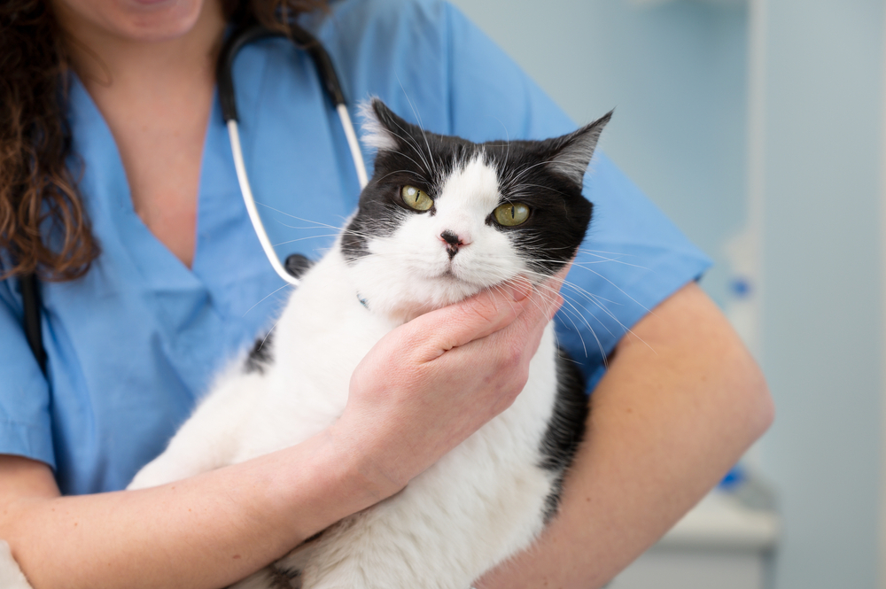 Cat Preventive Care for Good Health & Longevity: 8 Fundamental Pillars
