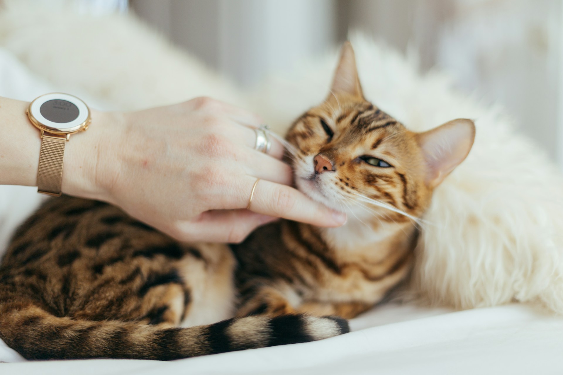 Cat being petted