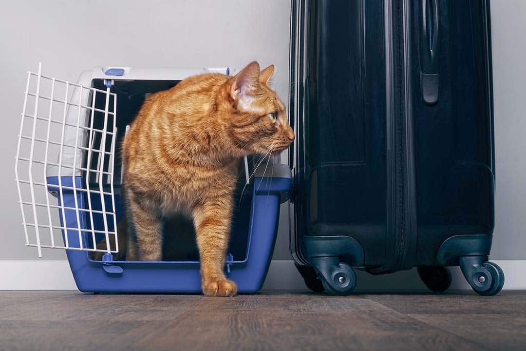 How to Fly With Your Cat in 2026: Expert Tips & Tricks