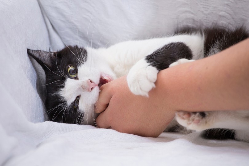 Why Does My Cat Hug My Arm & Bite Me? Our Vet Answers & Explains