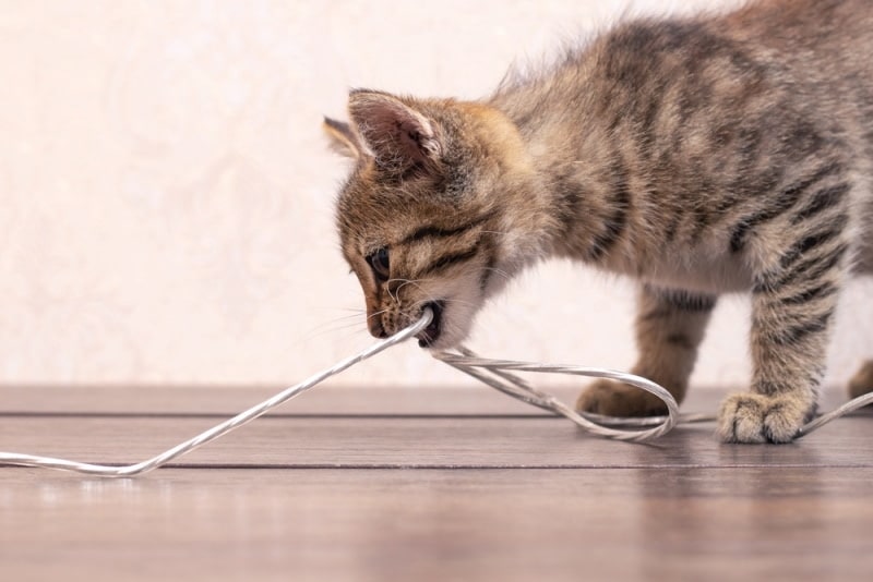 What Cat Has The Strongest Bite? & How Strong Is It