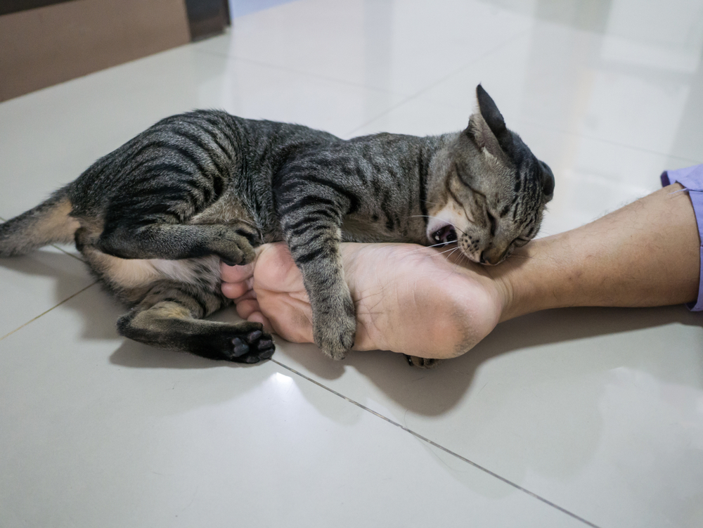 How to Stop Your Cat Biting When Playing: 7 Vet-Reviewed Tips