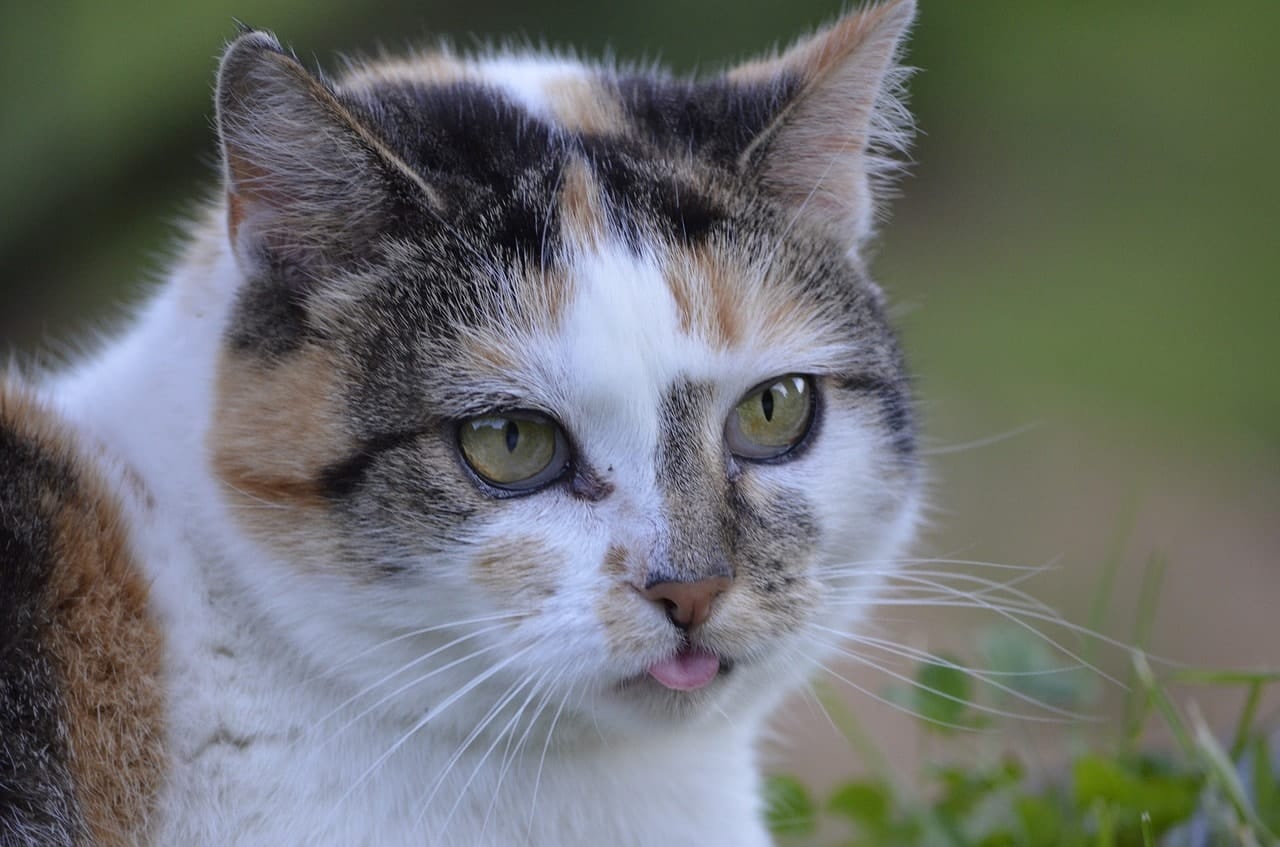 Why Do Cats Stick Their Tongue Out? 10 Vet-Verified Reasons