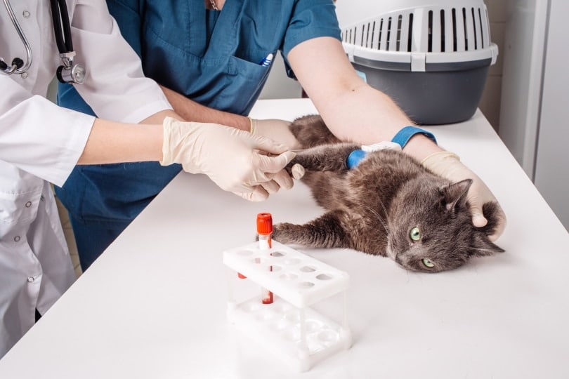 How Does Cat Allergy Testing Work? Vet-Reviewed Test Types, Signs & FAQ