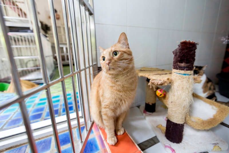 Cat Daycare: How to Tell if It’s Right for You