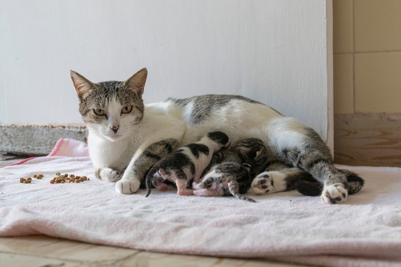 How Many Kittens Are in a Litter? Vet-Reviewed Health Facts